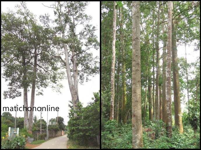 (ซ้าย) ต้นยางคู่ บ้านหนองแหน อ.พนมสารคาม (ขวา) ดงยางที่วัดต้นตาล ต.หนองยาว