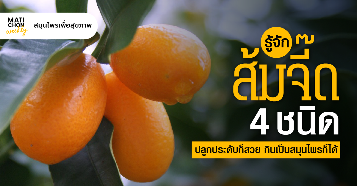รู้จักส้มจี๊ด 4 ชนิด สรรพคุณอัดแน่น! ลดอาการปอดชื้น ขับเสมหะ แก้ภูมิแพ้ ...