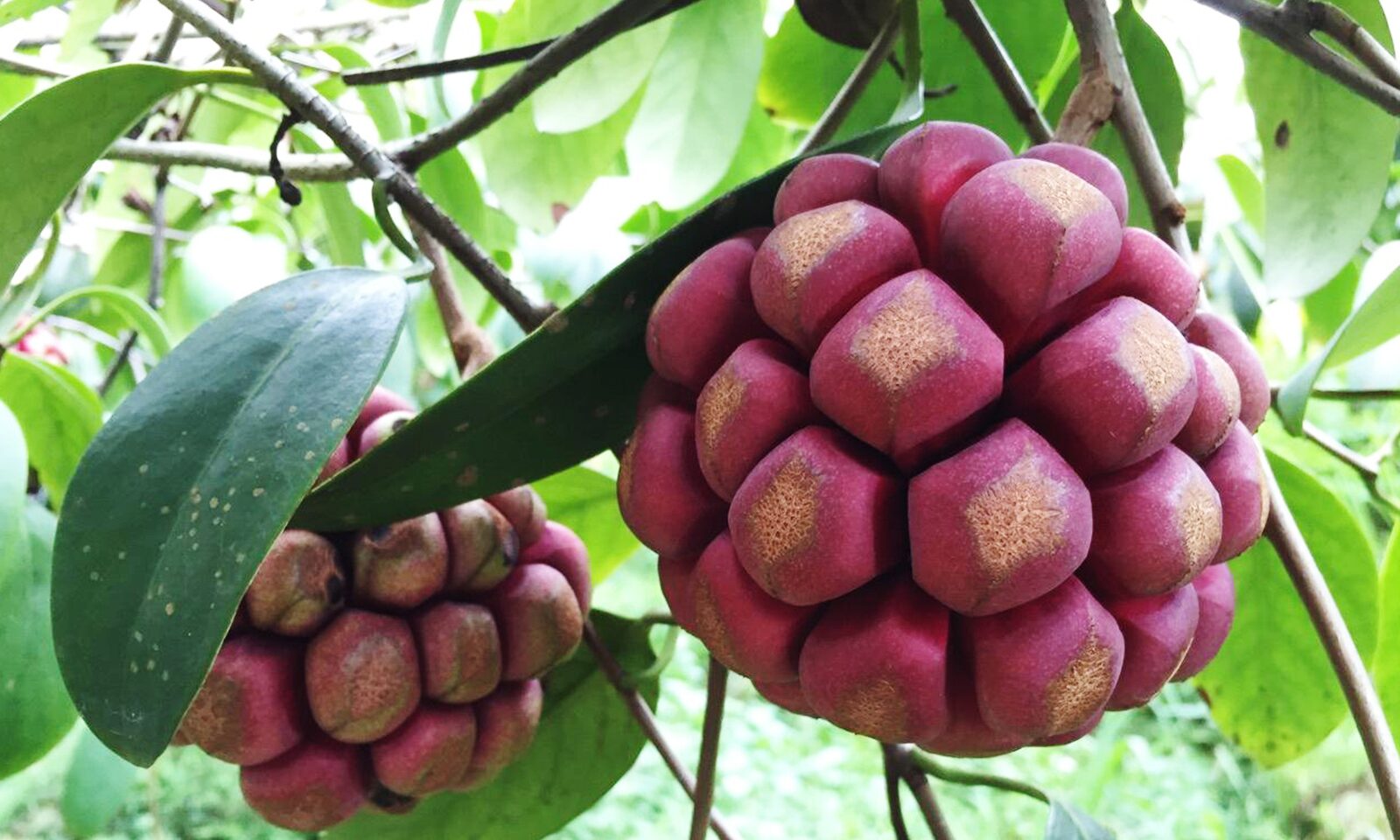 น้อยหน่าเครือ ไม้นอก ไทยก็มี - มติชนสุดสัปดาห์