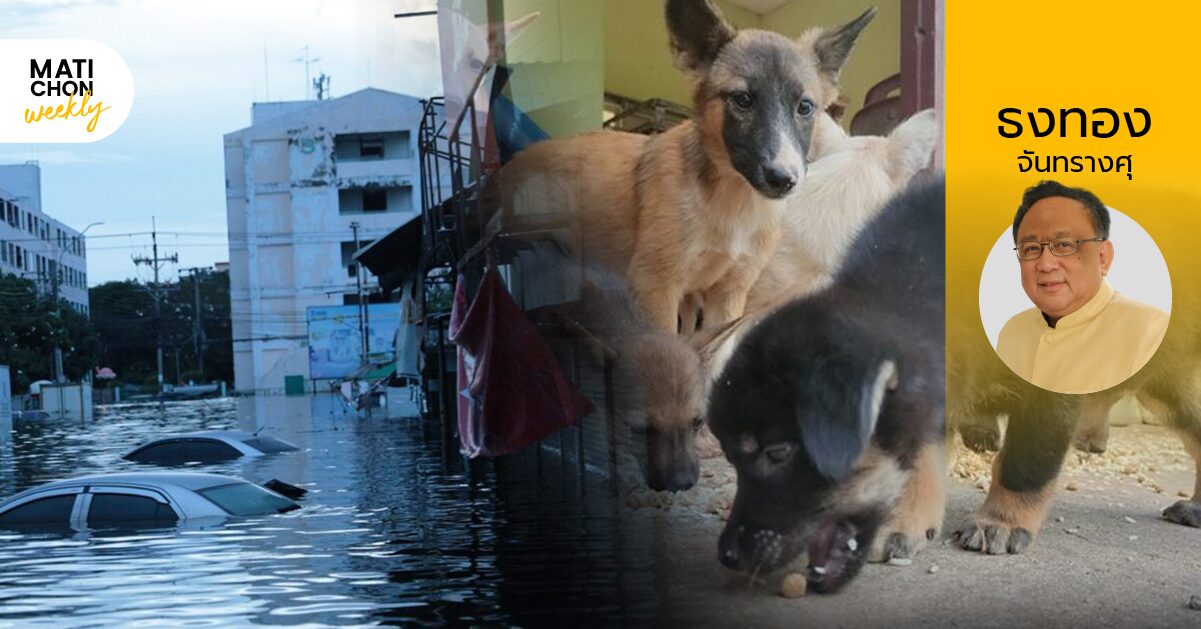 ธงทอง จันทรางศุ | น้ำท่วม หมา ‘จรจัด’ และความหมดท่า ของการหา ‘ทางออก’