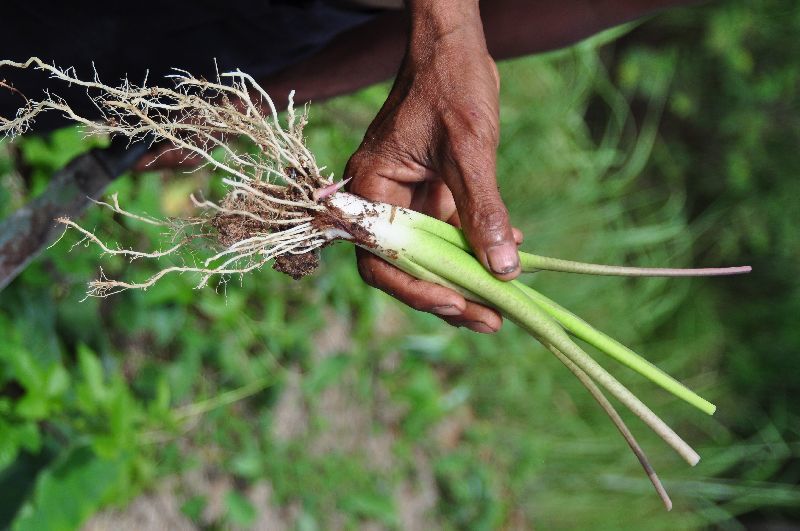 14491265031449126618l