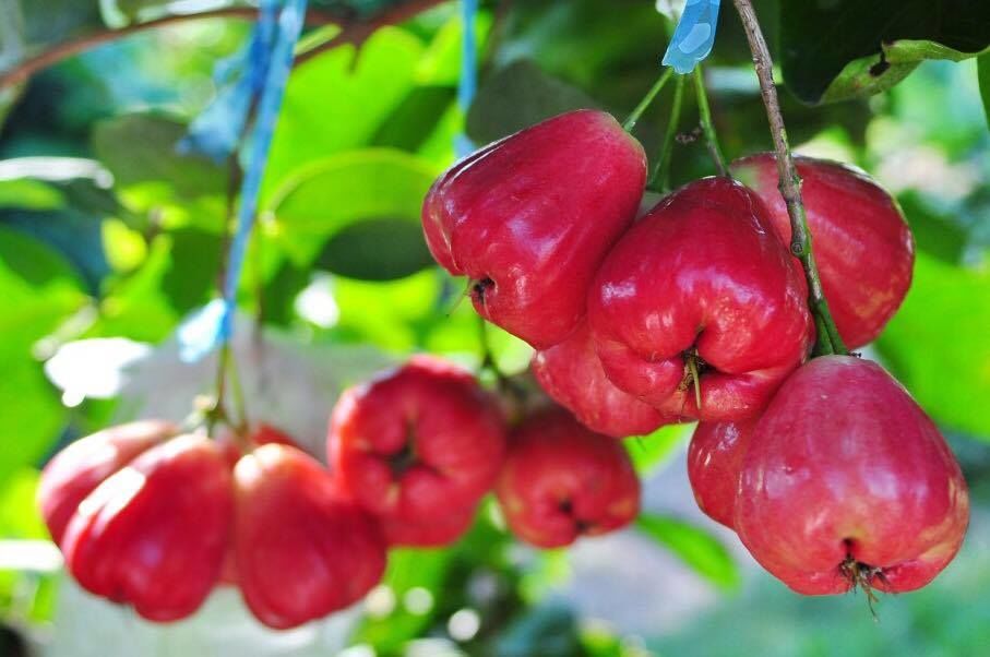 ชมพู่สตรอเบอรี่'สีสดงดงาม ชิงพื้นที่ตลาดยุคใหม่ ไม่ต่างไม่มีที่ยืน