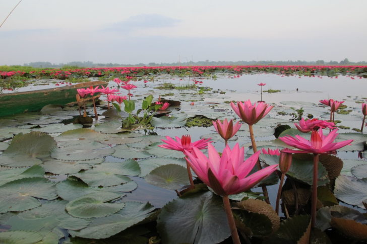 ดอกบัวแดง หนองคาย 1