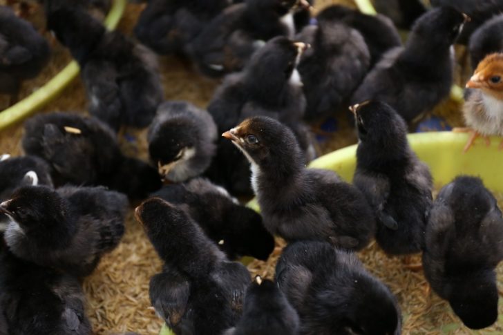 ลูกเจี๊ยบสายพันธุ์ไก่บ้านตะนาวศรี 2