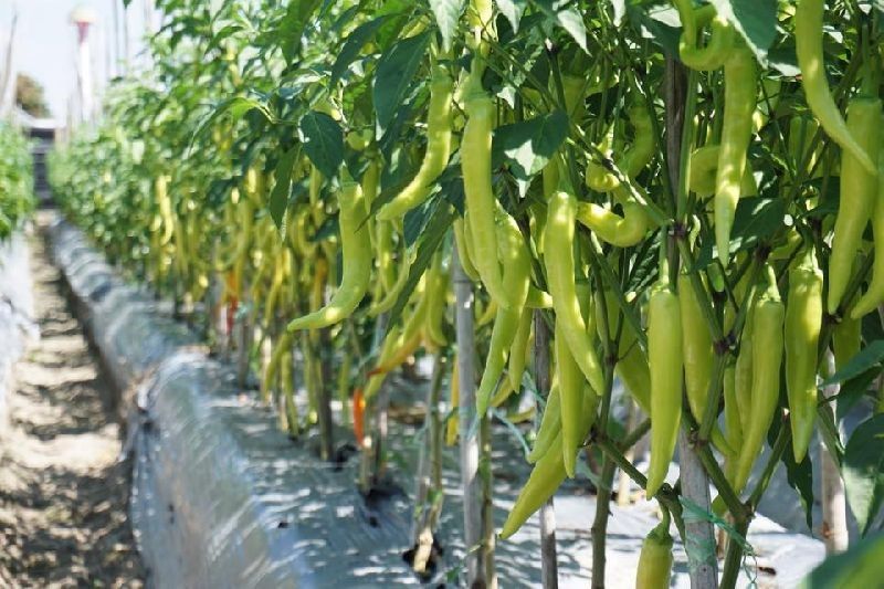 พริกหนุ่มเขียวหยกสยาม” พริกสายพันธุ์ไทย ตอบโจทย์ตลาดเขตร้อนทั่วโลก พริกหนุ่มเขียวหยกสยาม” พริกสายพันธุ์ไทย ตอบโจทย์ตลาดเขตร้อนทั่วโลก