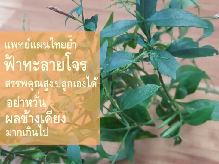 ฟ้าทะลายโจร