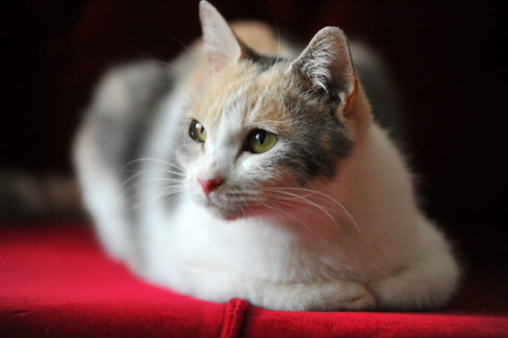 Finding calico