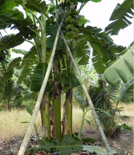 เครือกล้วยมีน้ำหนักมากจนต้องใช้ไม้ค้ำ