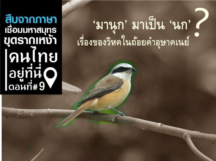 นก