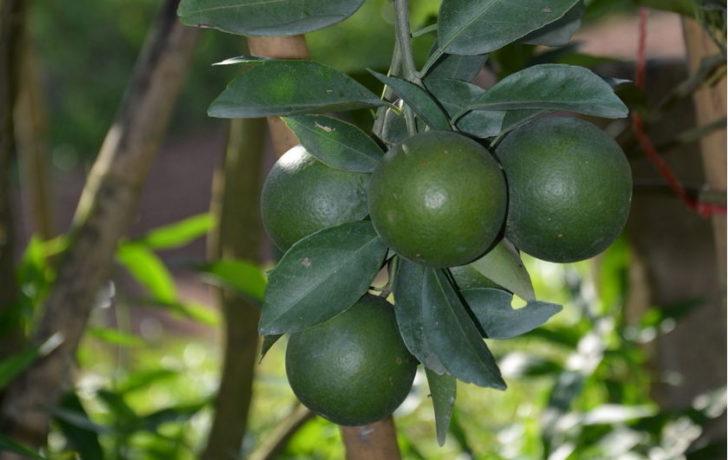 ส้มเขียวหวาน” ไม้ผลเศรษฐกิจ ลงทุนครั้งเดียวเก็บเกี่ยวได้นาน 20 ปี
