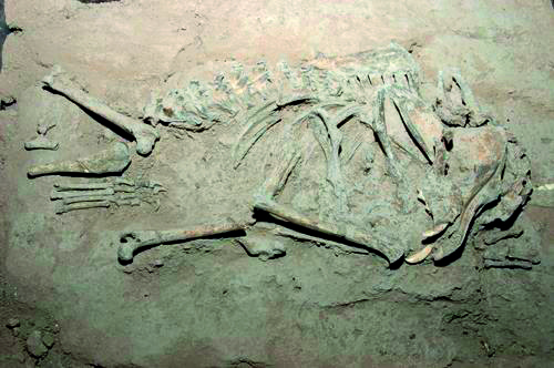 dog-bone