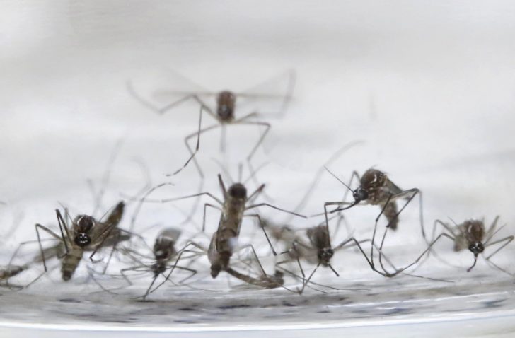 Aedes Aegypti mosquitos are seen in a lab of the International Training and Medical Research Training Center (CIDEIM) in Cali