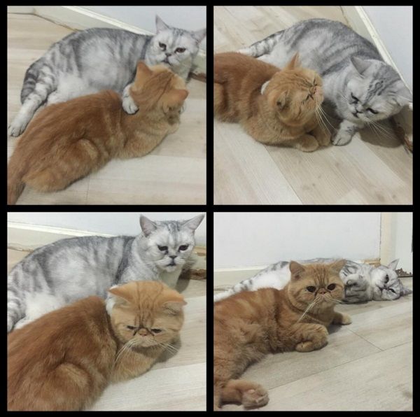 แมวฟิล์ม รัฐภูมิ2
