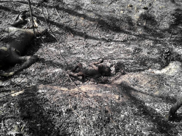 Orangutan - Indonesia - Fire