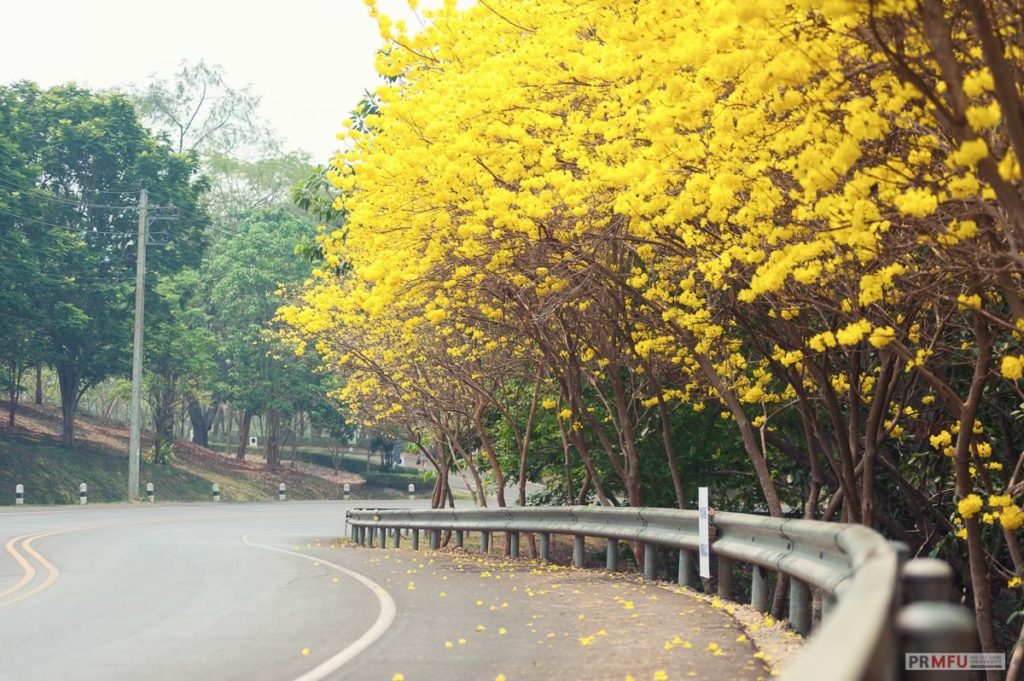 เหลืองอินเดีย