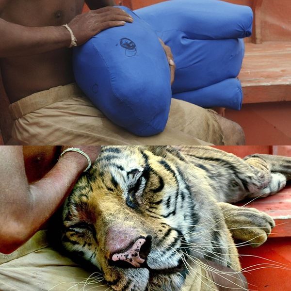  Life Of Pi 