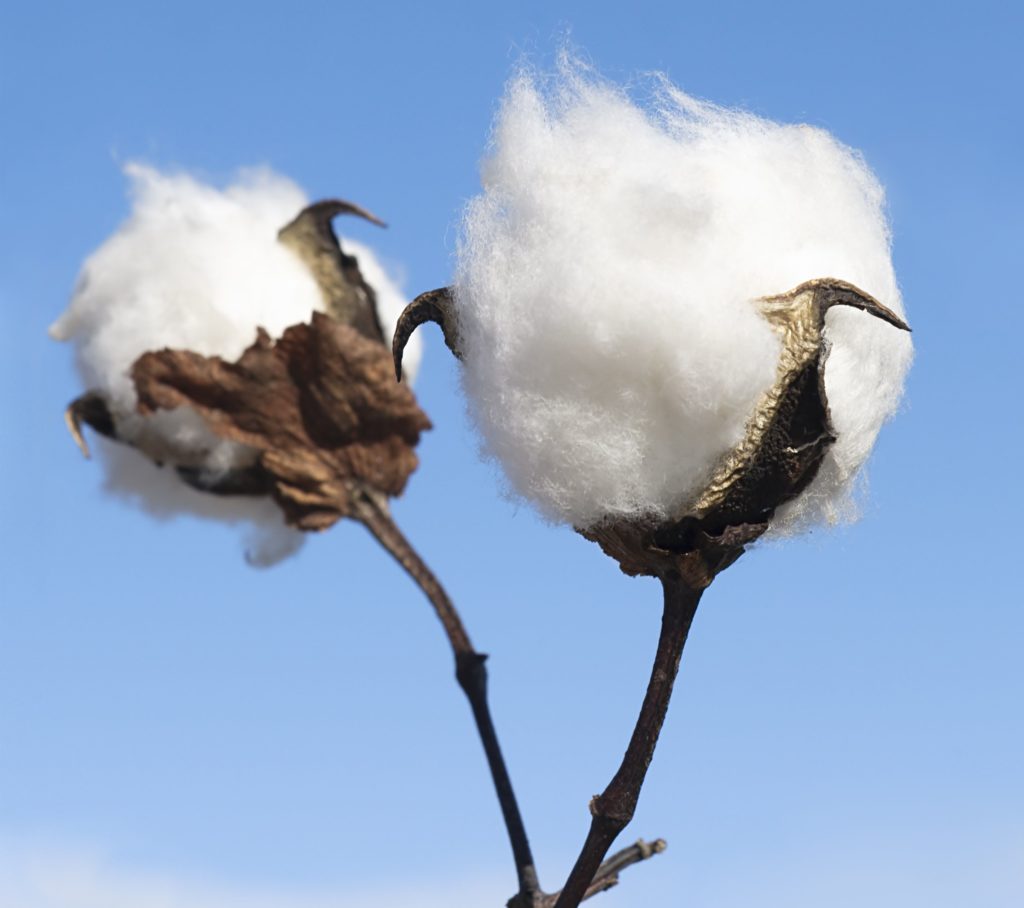 Cotton Fiber (11)