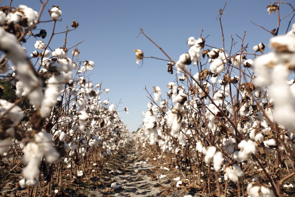 Cotton Fiber (3)