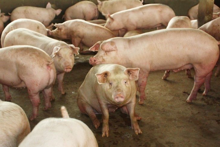 PIG (1)
