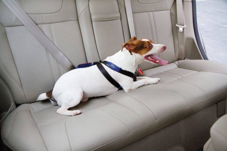 Travel Safe with Pet