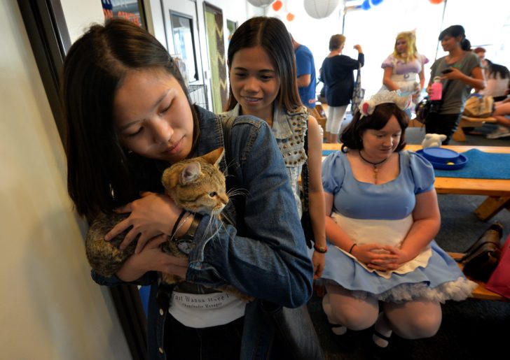 Cat Cafe - Los Angeles - US
