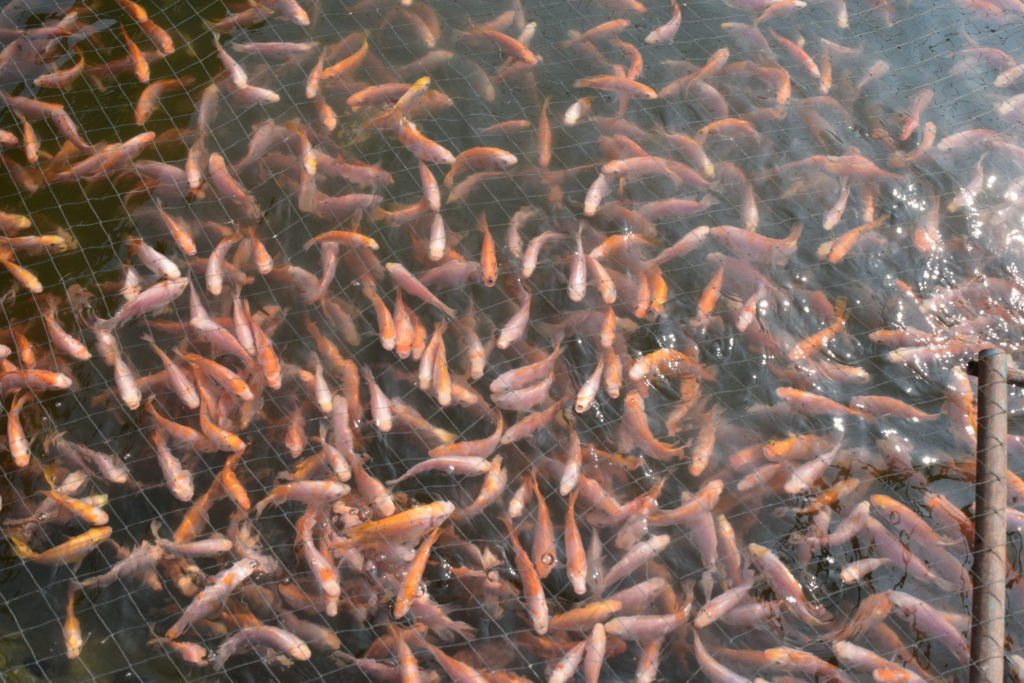 Fish 2