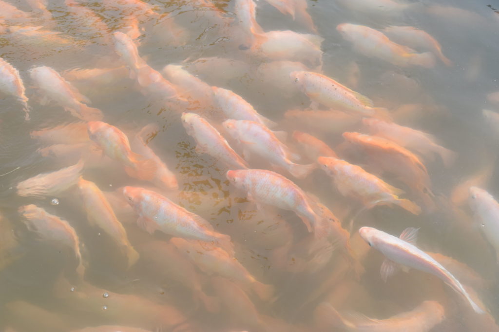 Fish 3