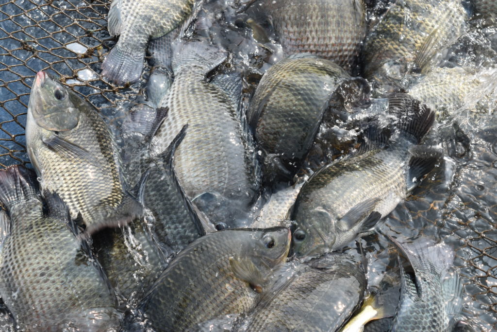 Fish 5