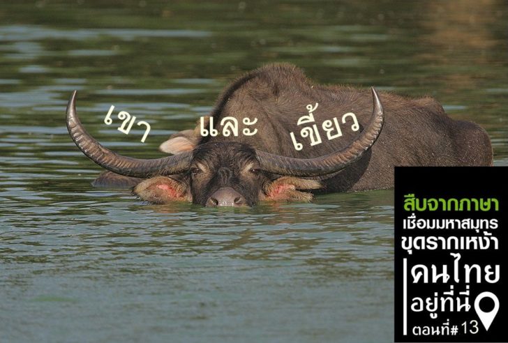 Flickr_-_Rainbirder_-_Bull_Water_Buffalo