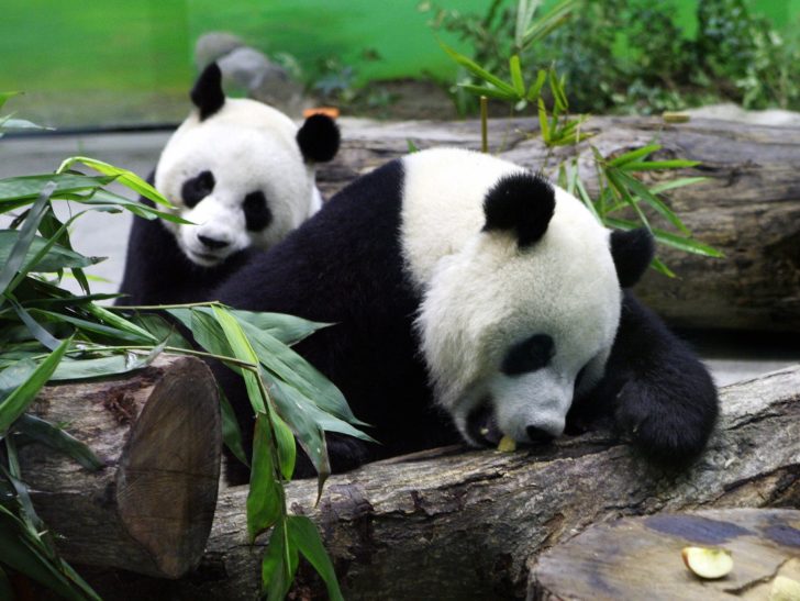 TAIWAN-CHINA-POLITICS-ANIMAL-PANDA-OFFBEAT-FILES