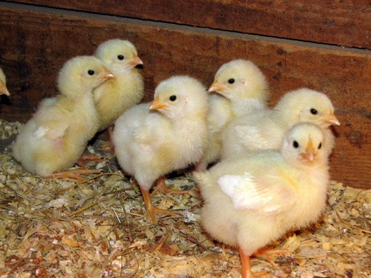 Cornish_Rock_broiler_chicks