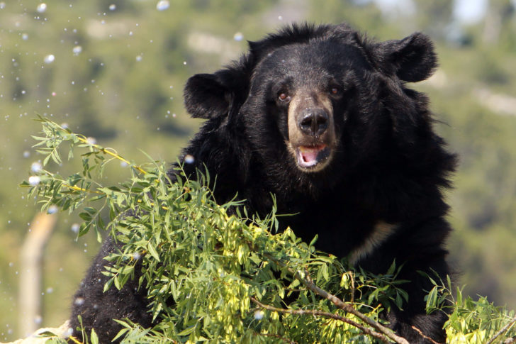 FRANCE-BEAR