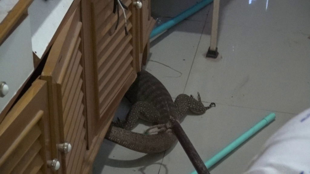 ตะกวด
