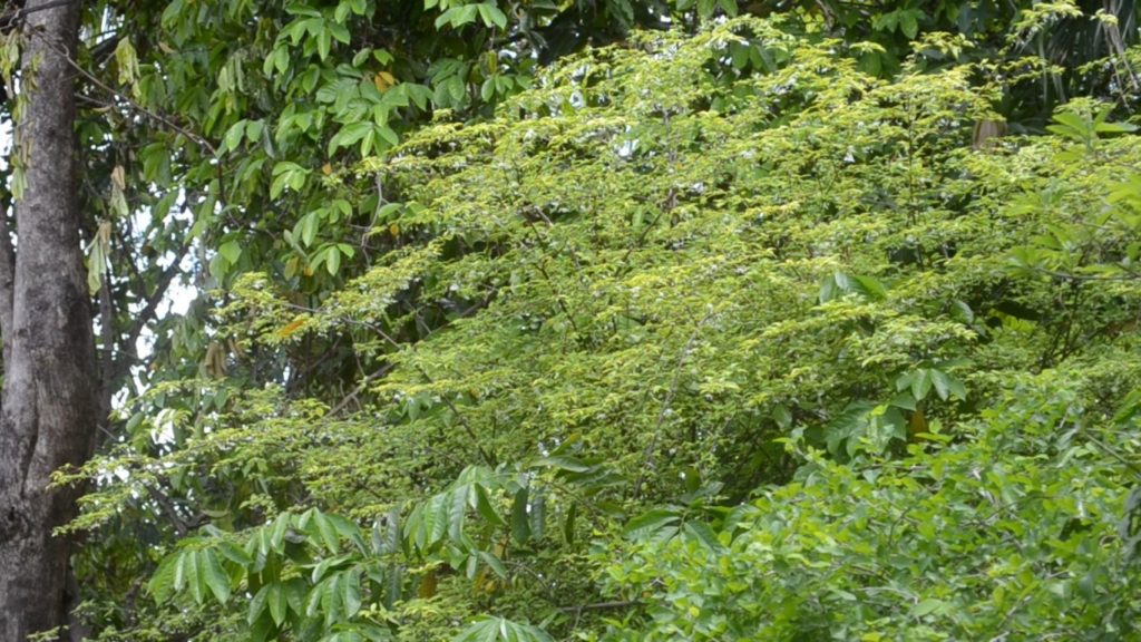 201606091319513-20021028190244