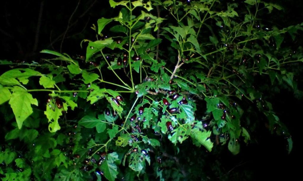 201606101013403-20041019171656