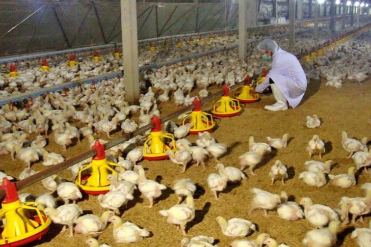 Chicken