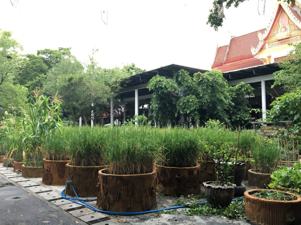 สวนสมุนไพร