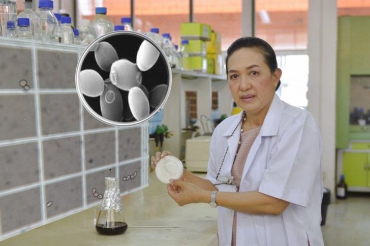 dr.nipa