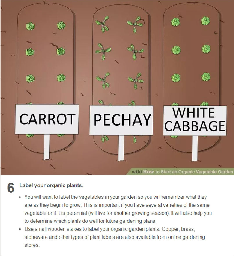 How to Start an Organic Vegetable Garden 6 Steps_20160606154829-06 (1)