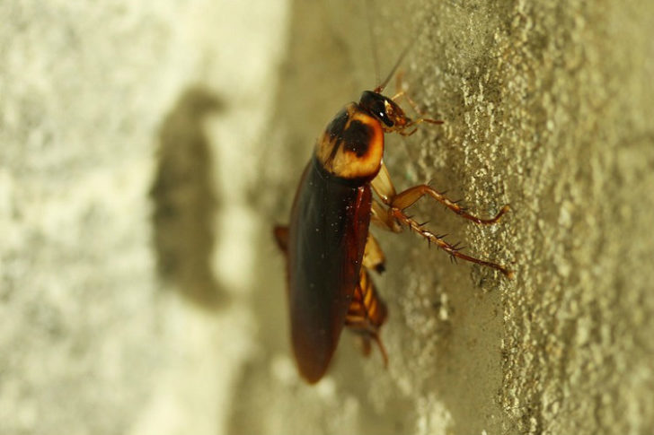 cockroach 750x500
