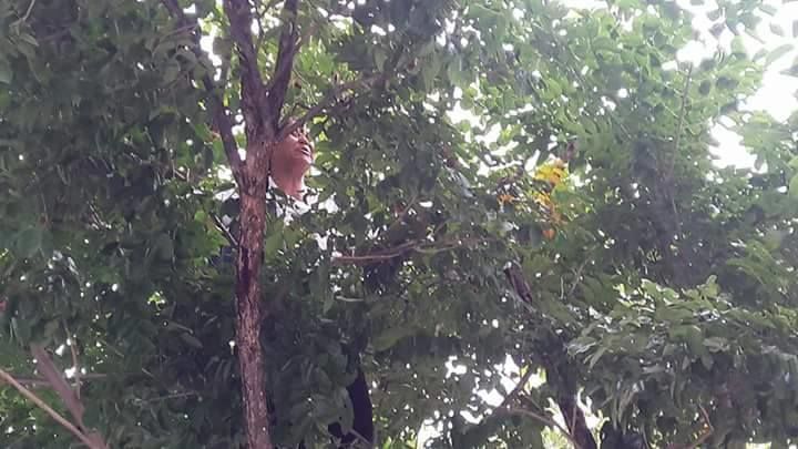 ปีนต้นไม้ร้องสื่อ