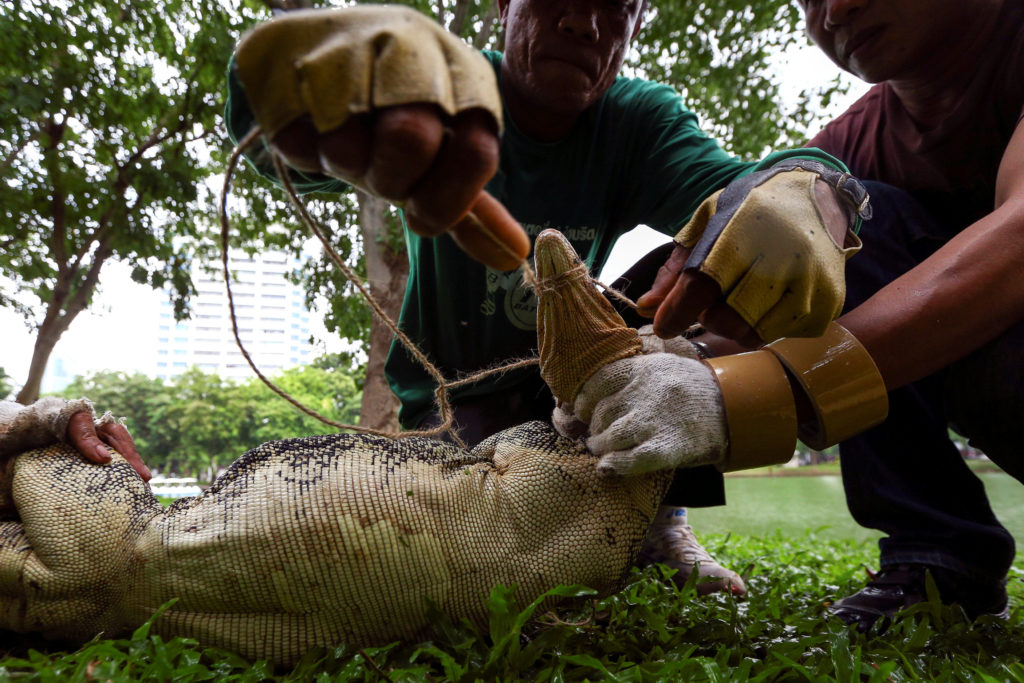 Park workers tie the mouth of a monitor lizard at Lumpini park in Bangkok