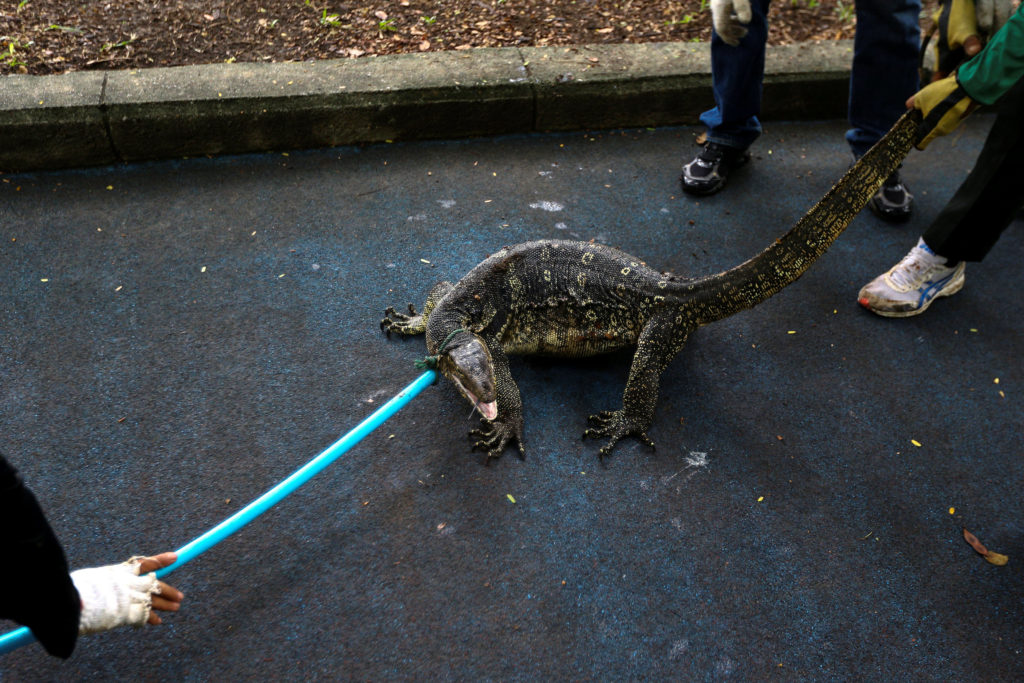 Park workers catch a monitor lizard at  Lumpini park in Bangkok