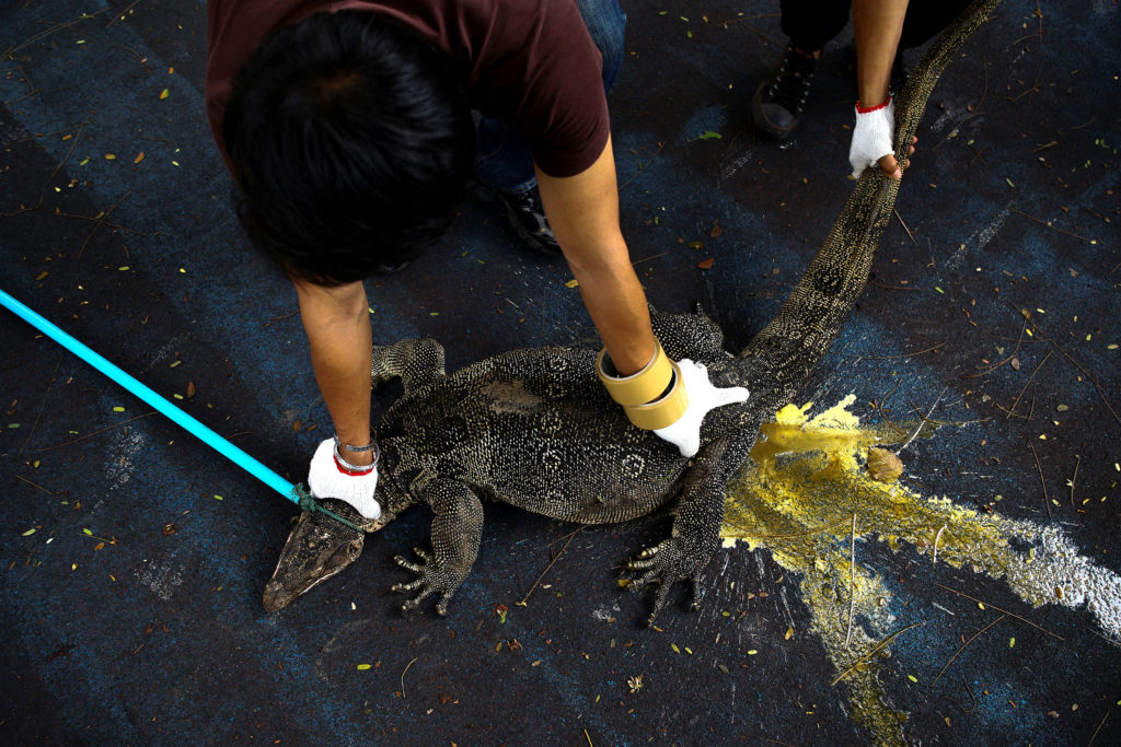 Park workers catch a monitor lizard at Lumpini park in Bangkok