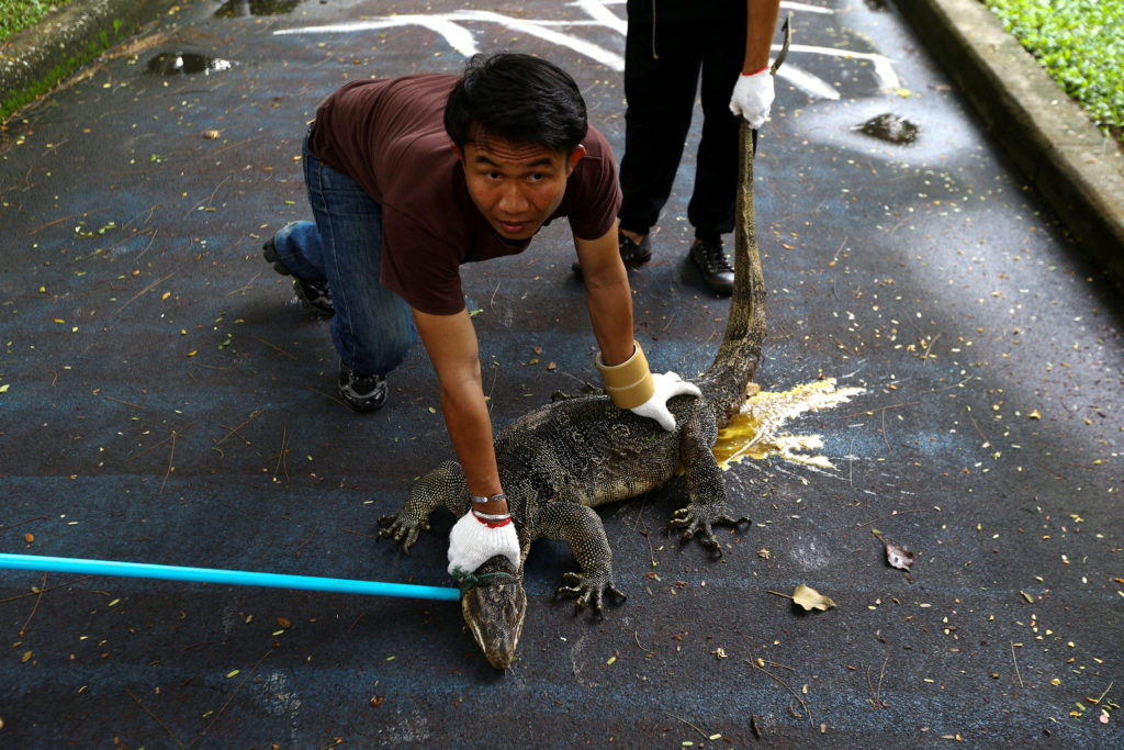 Park workers catch a monitor lizard at  Lumpini park in Bangkok
