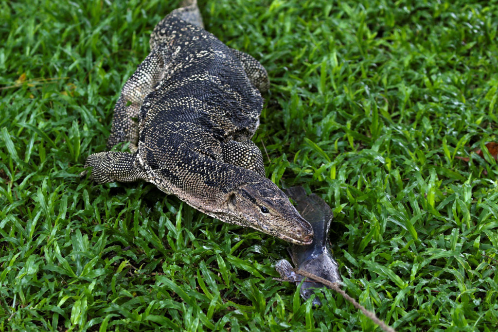 A monitor lizard follows a bait from a park worker at Lumpini park in Bangkok