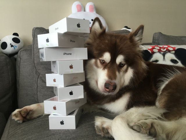wang_sicong_dog_watch
