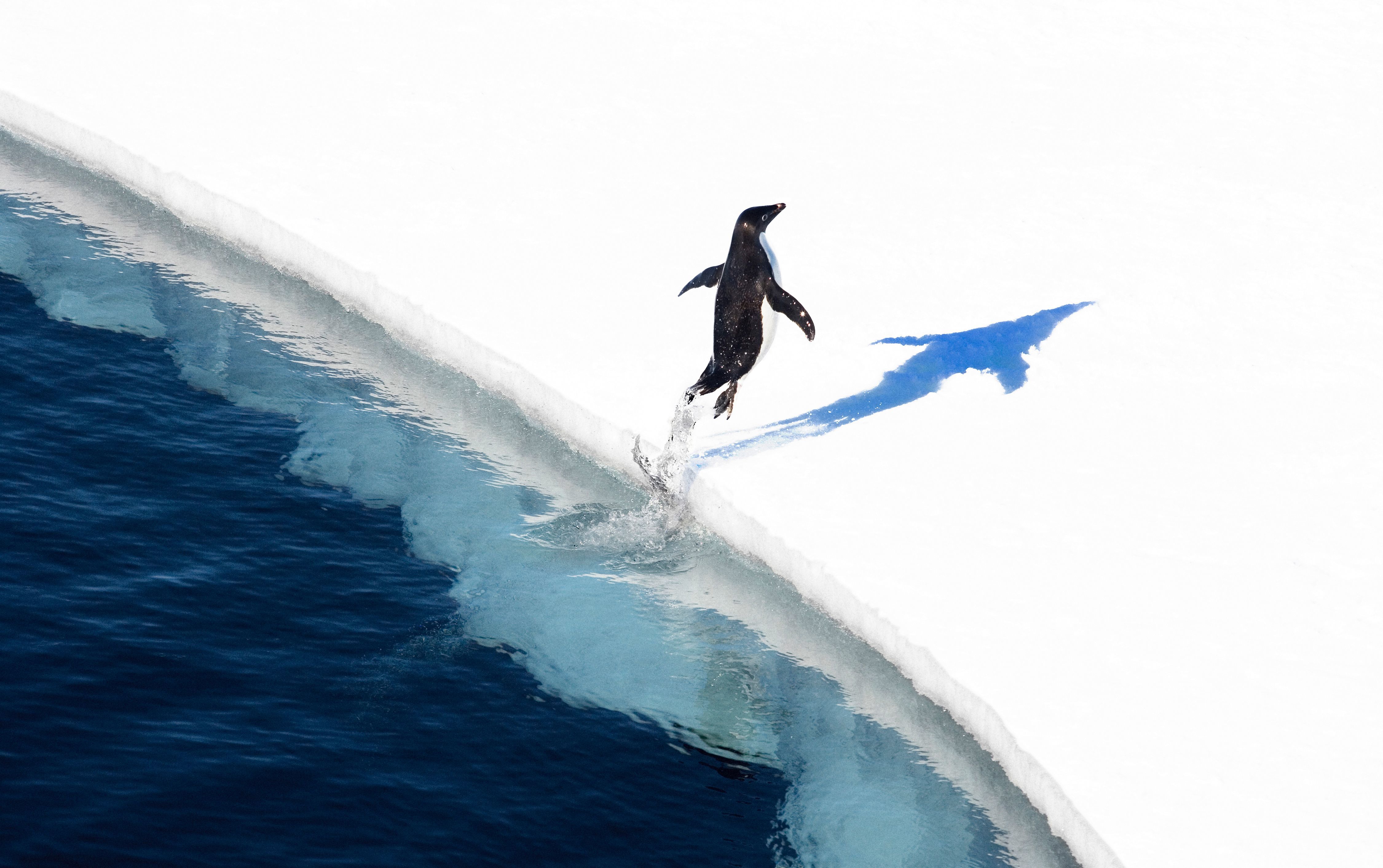 AFP PHOTO / Antarctic Ocean Alliance / John Weller