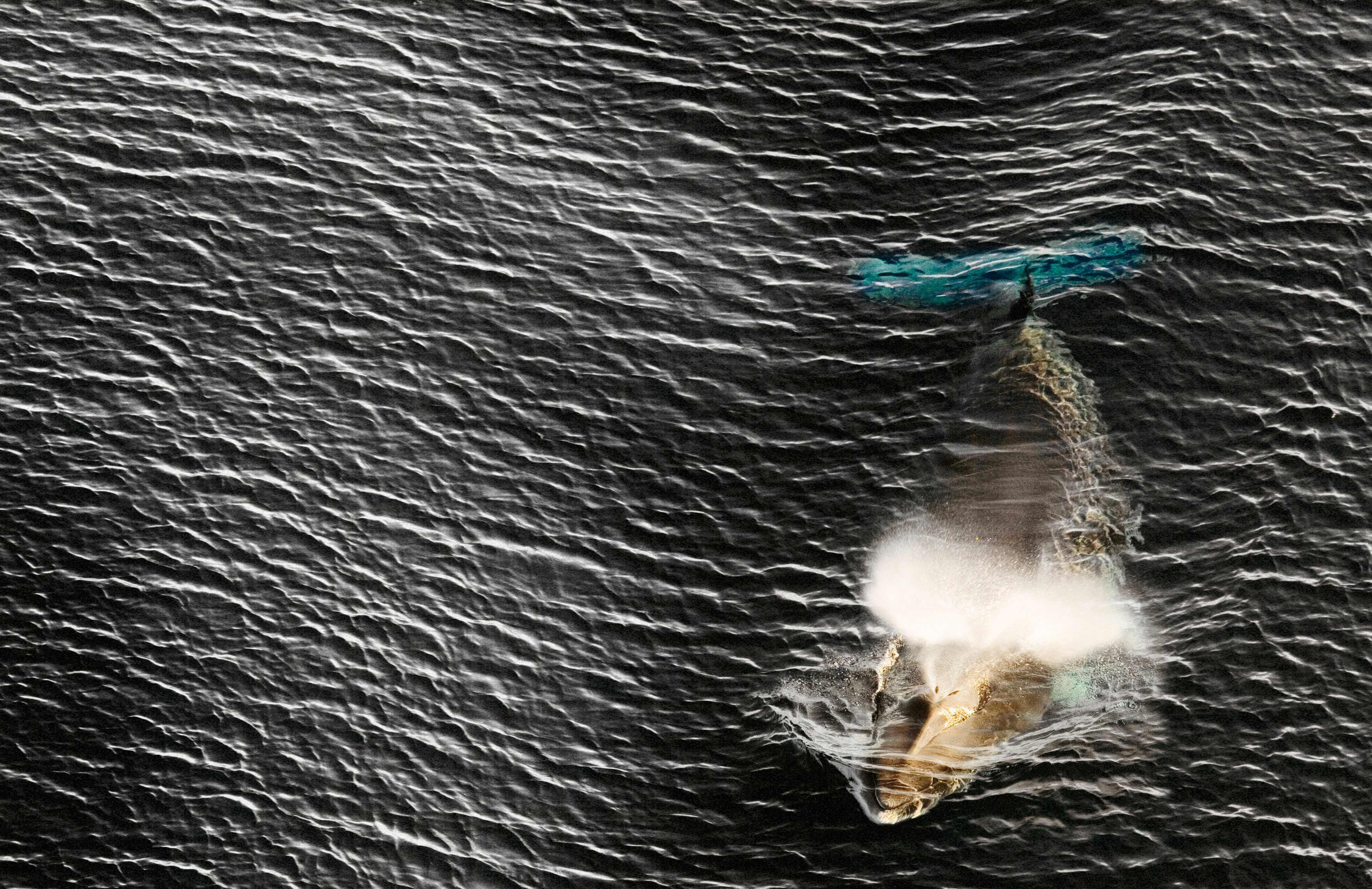 AFP PHOTO / Antarctic Ocean Alliance / John Weller