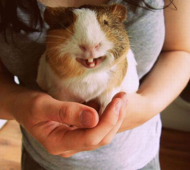 cute-smiling-animals-12
